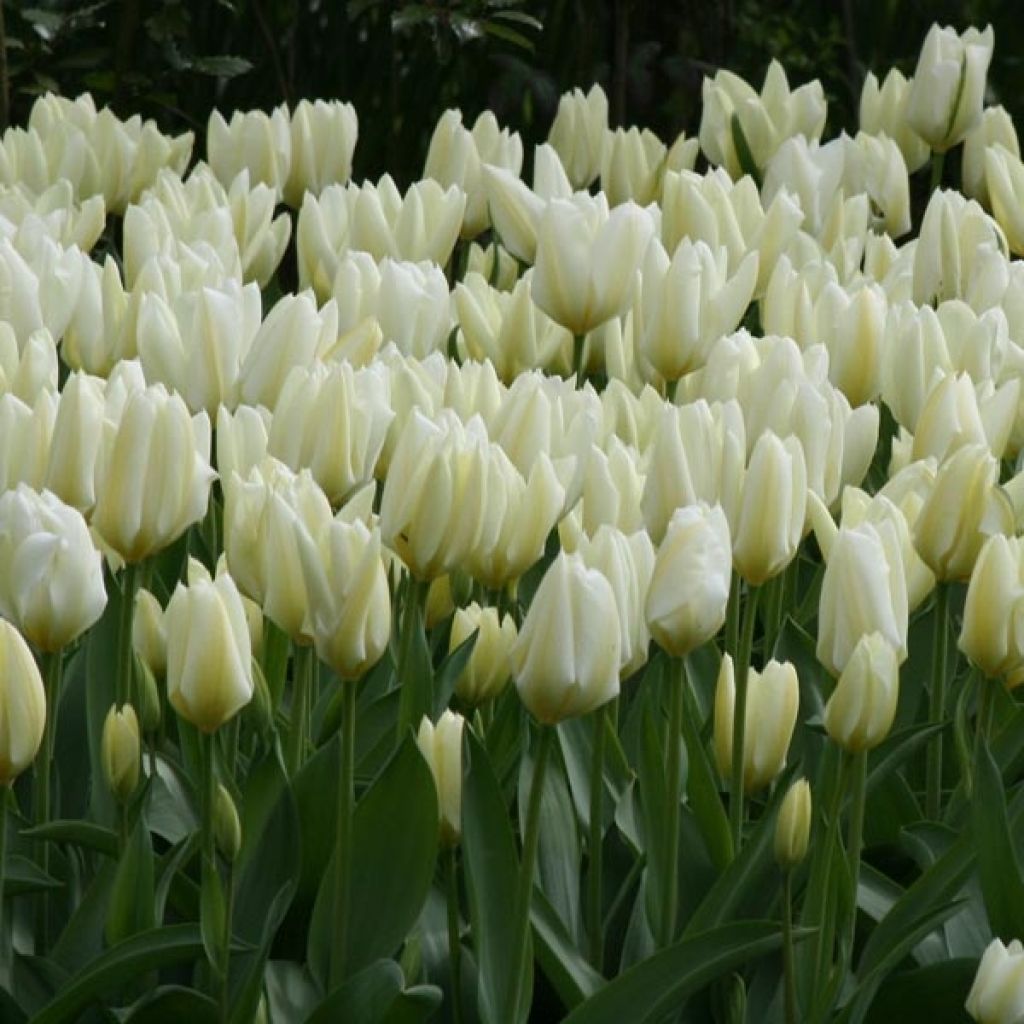 Tulipa fosteriana Purissima