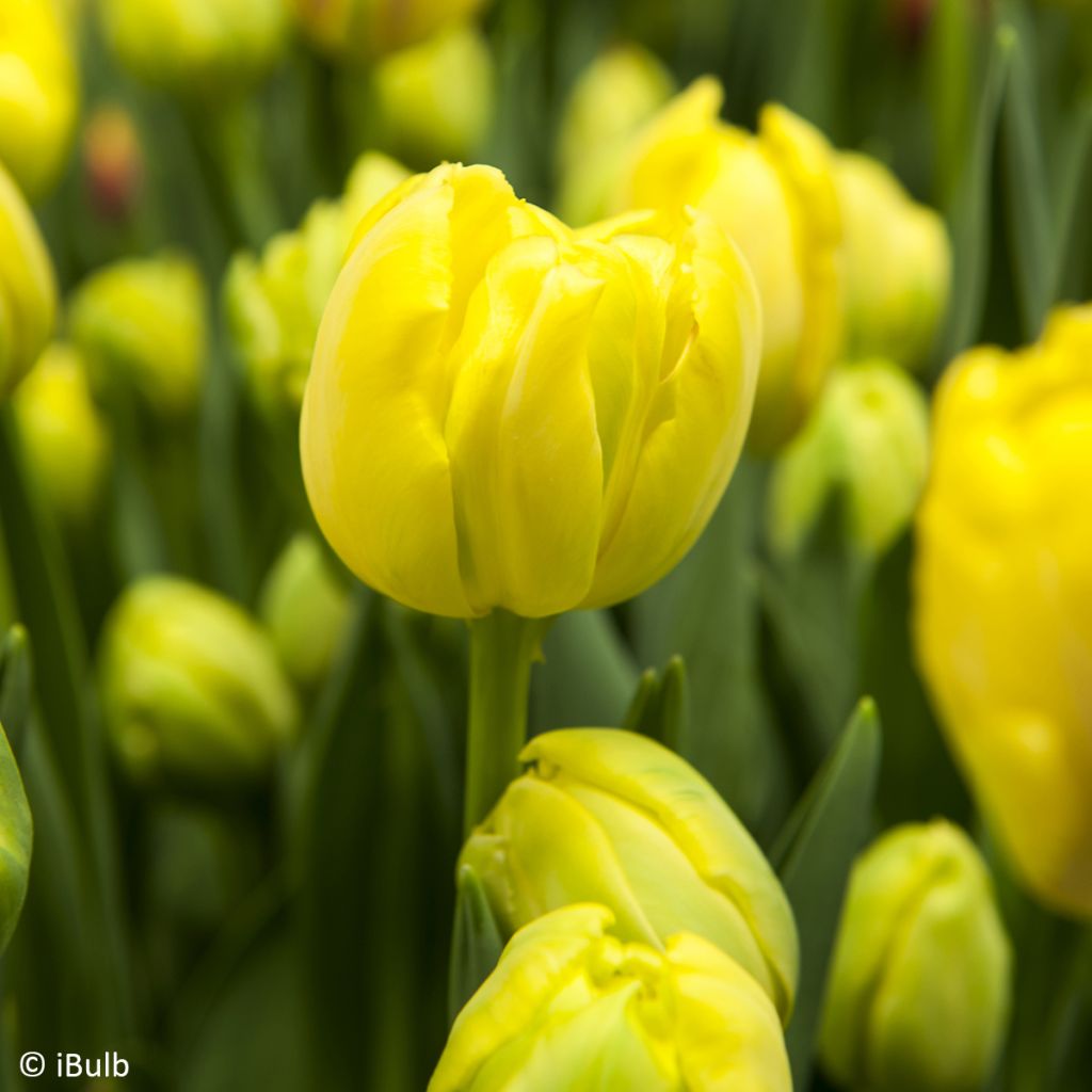 Tulipa Yellow Empress