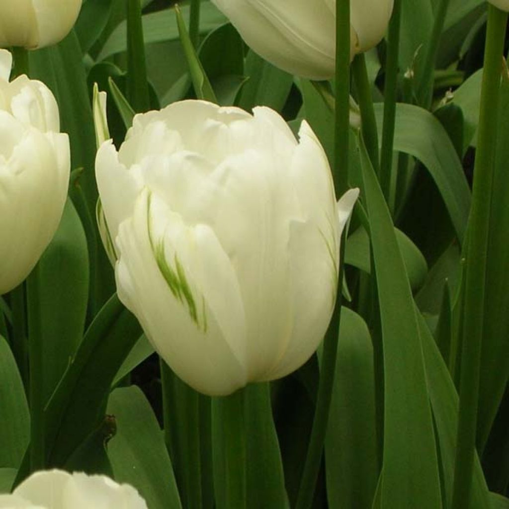 Tulipa Simples tardia Maureen