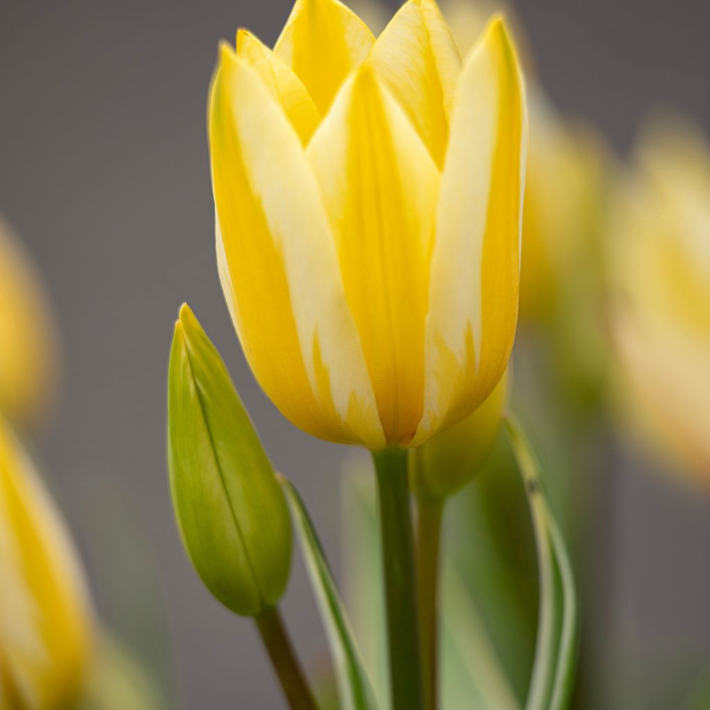 Tulipa Pluriflore Antoinette