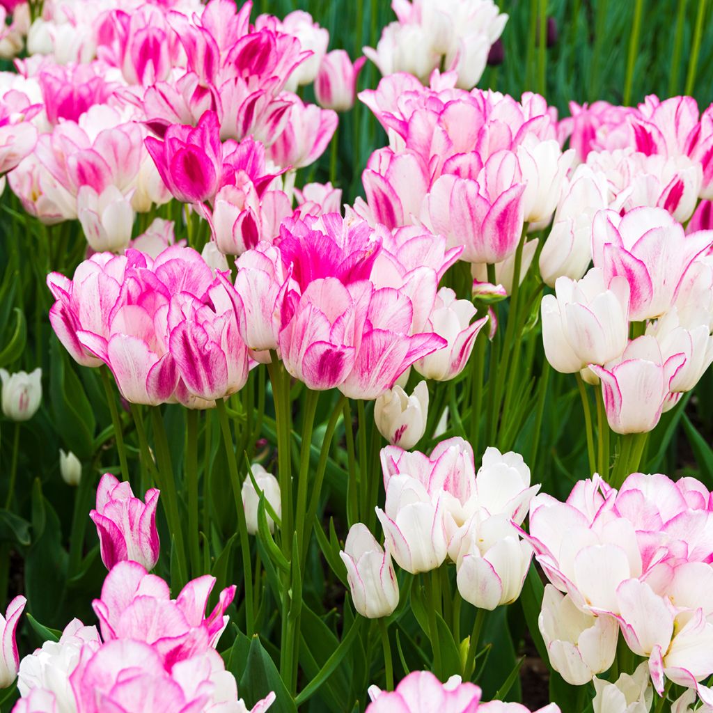 Tulipa Pluriflore Candy Club