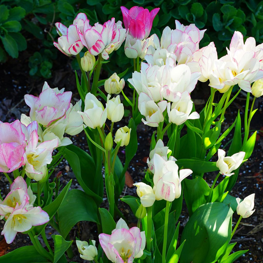 Tulipa Pluriflore Candy Club