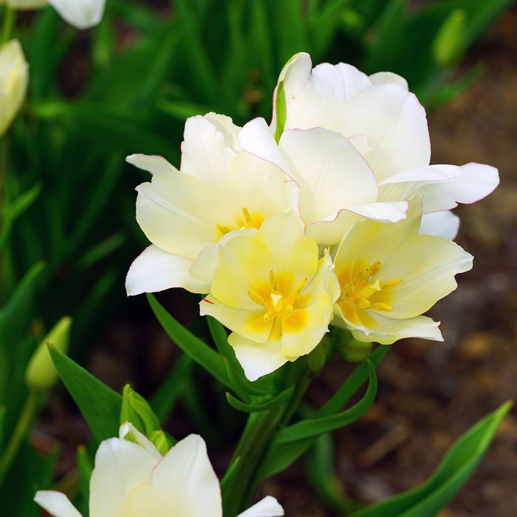 Tulipa Pluriflore Candy Club
