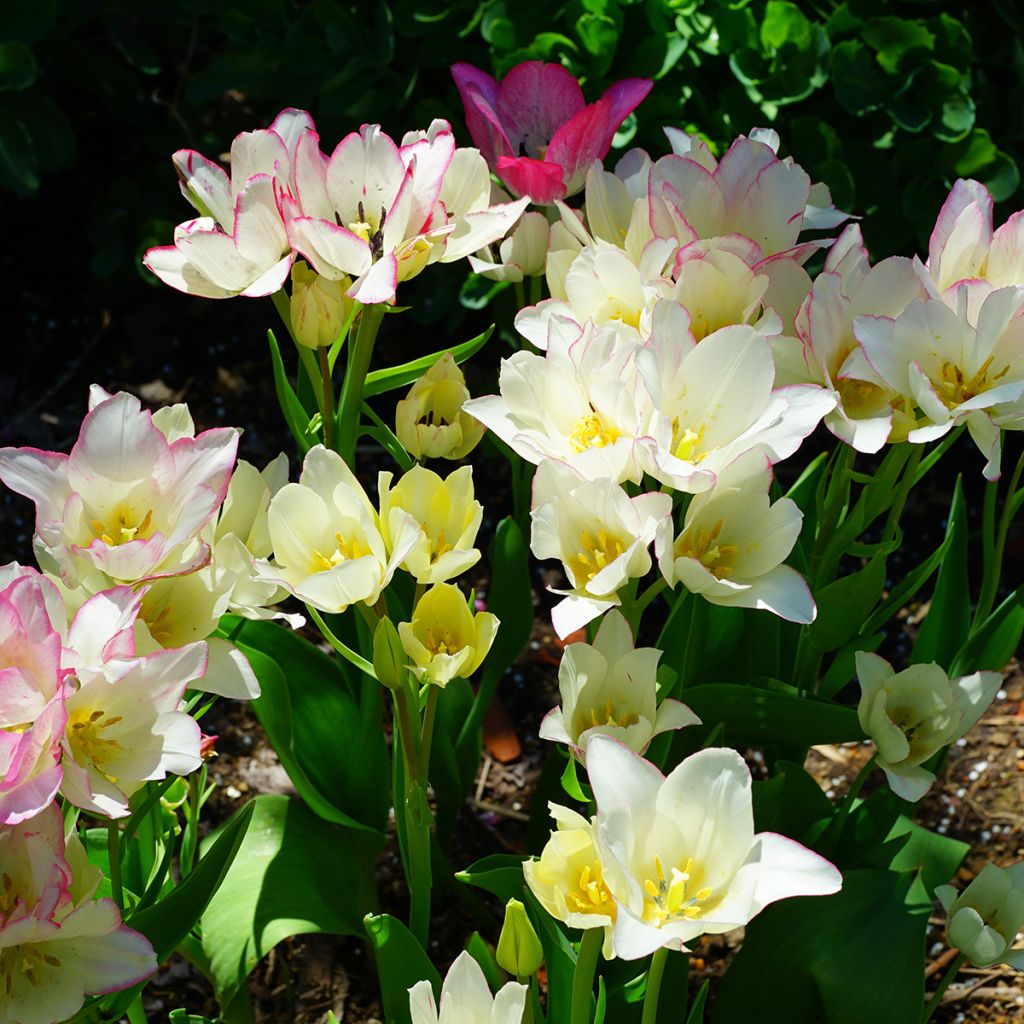 Tulipa Pluriflore Candy Club