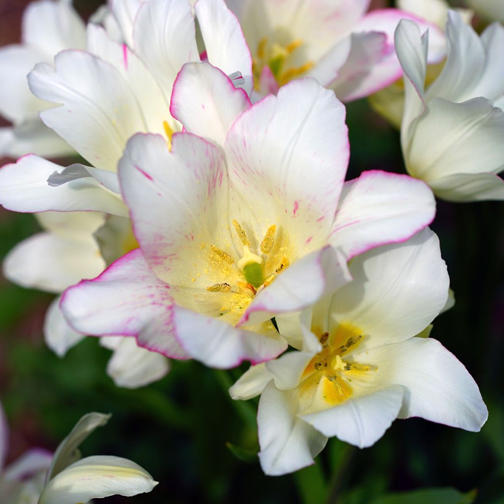 Tulipa Pluriflore Candy Club