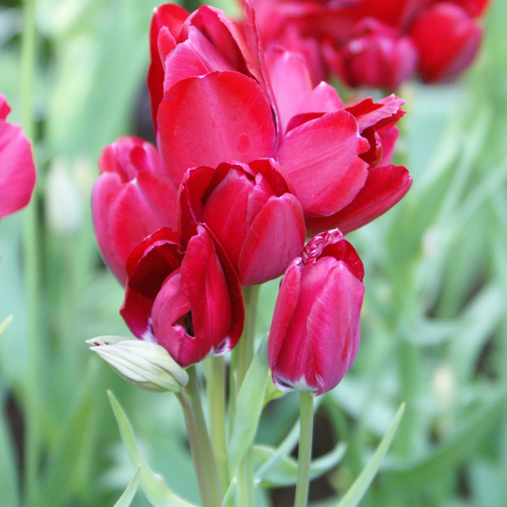 Tulipa Pluriflore Fiery Club