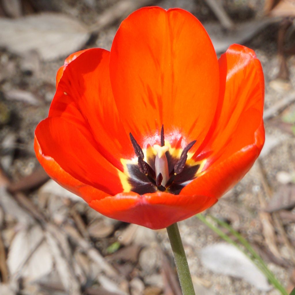 Tulipa Pluriflore Red Georgette