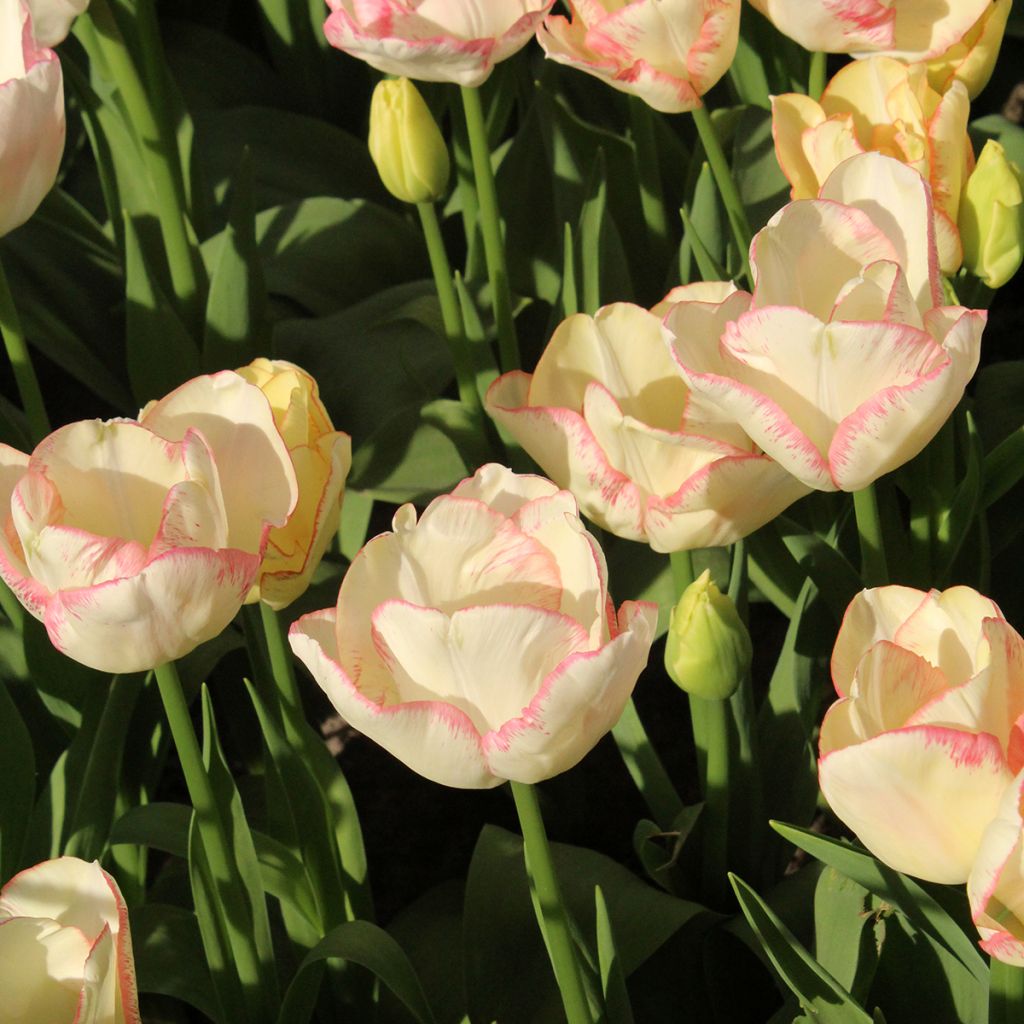 Tulipa Pluriflore Rosy bouquet