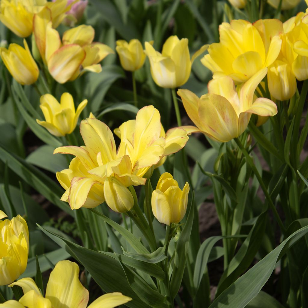 Tulipa Pluriflore Sunshine Club