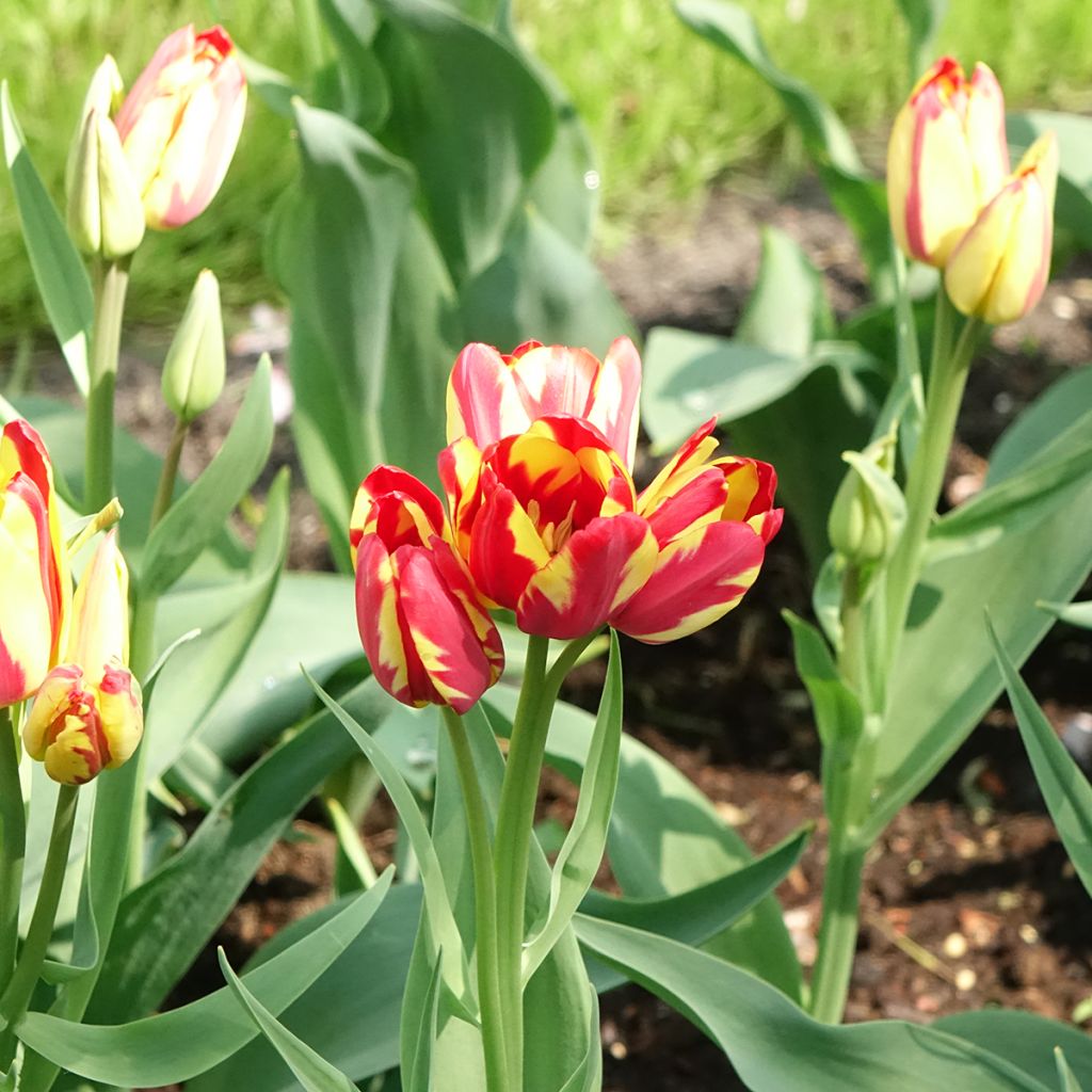 Tulipa Pluriflore Sunshine Club