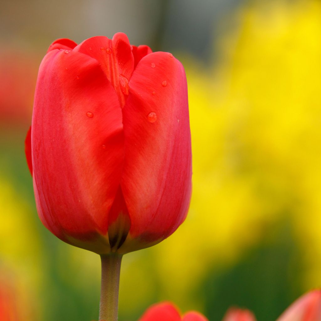 Tulipa Simples precoce Paradiso