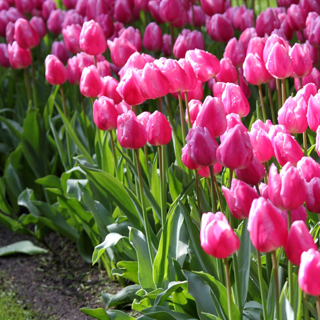 Tulipa Simples precoce Aafke