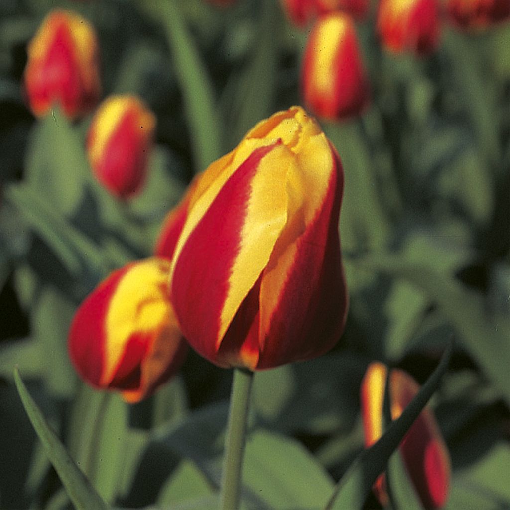 Tulipa Simples precoce Keizerskroon