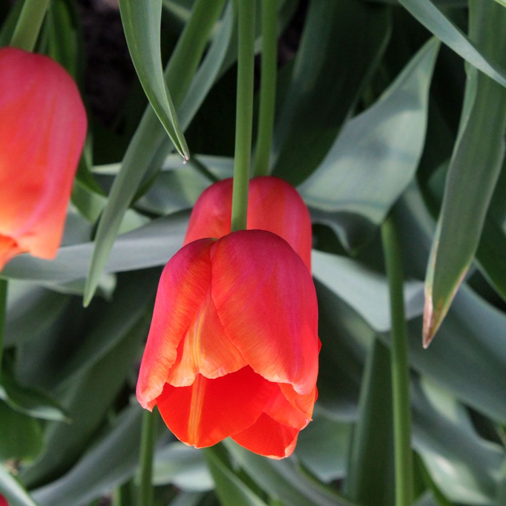 Tulipa Simples tardia Avignon
