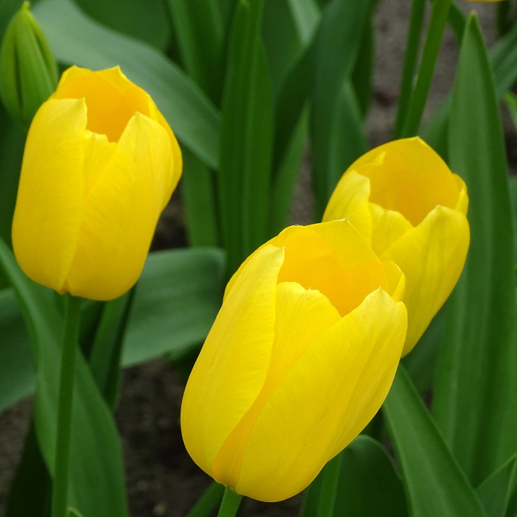 Tulipa Simples tardia Big Smile