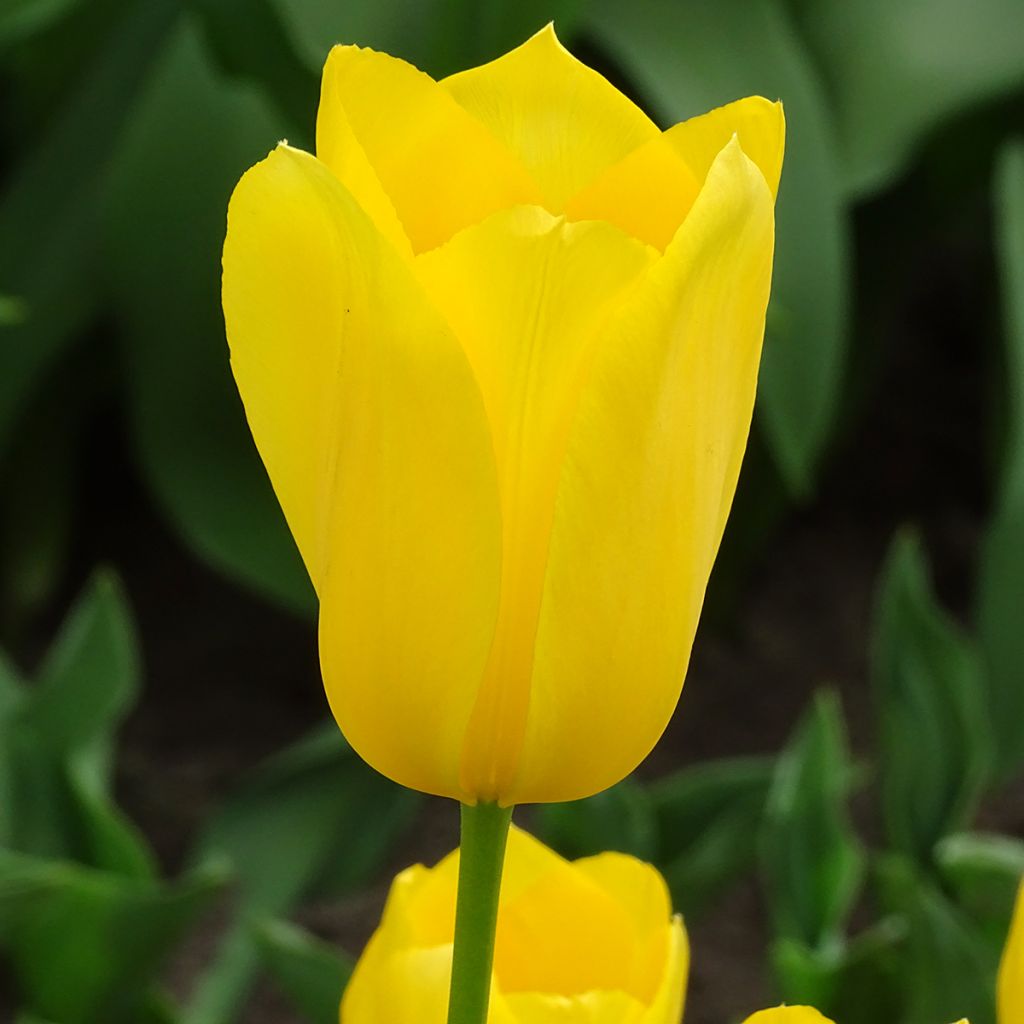 Tulipa Simples tardia Big Smile