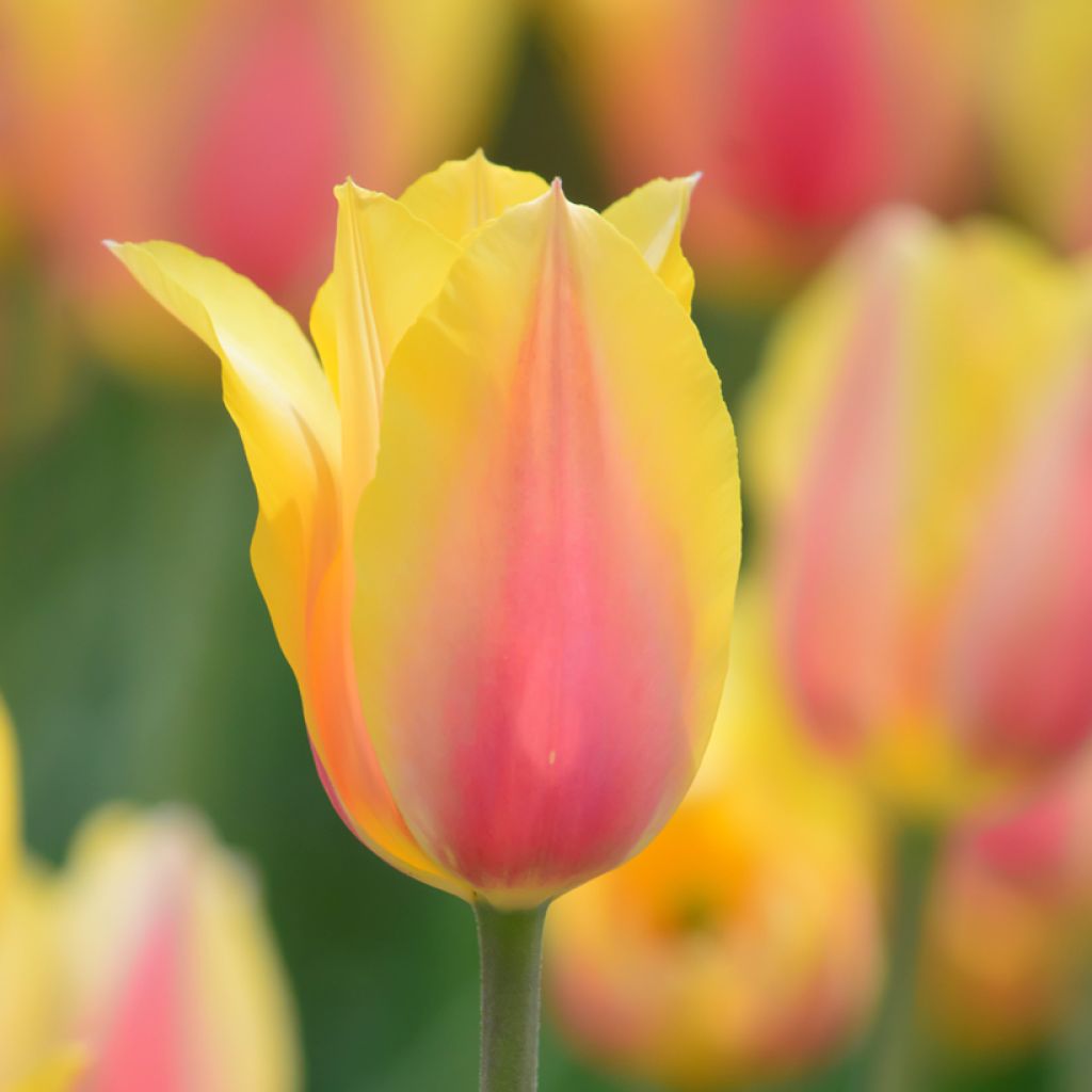 Tulipa Simples tardia Blushing Beauty