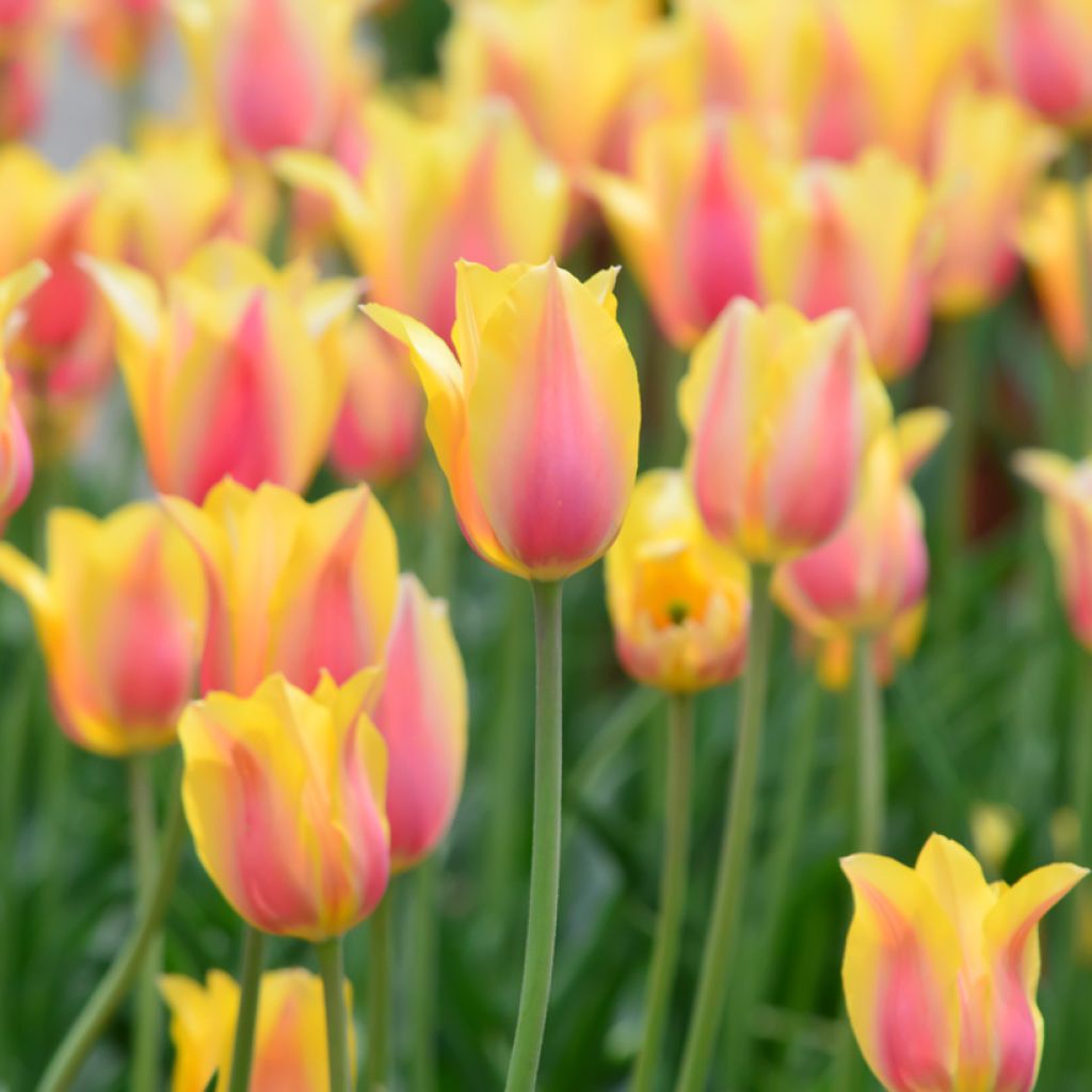 Tulipa Simples tardia Blushing Beauty