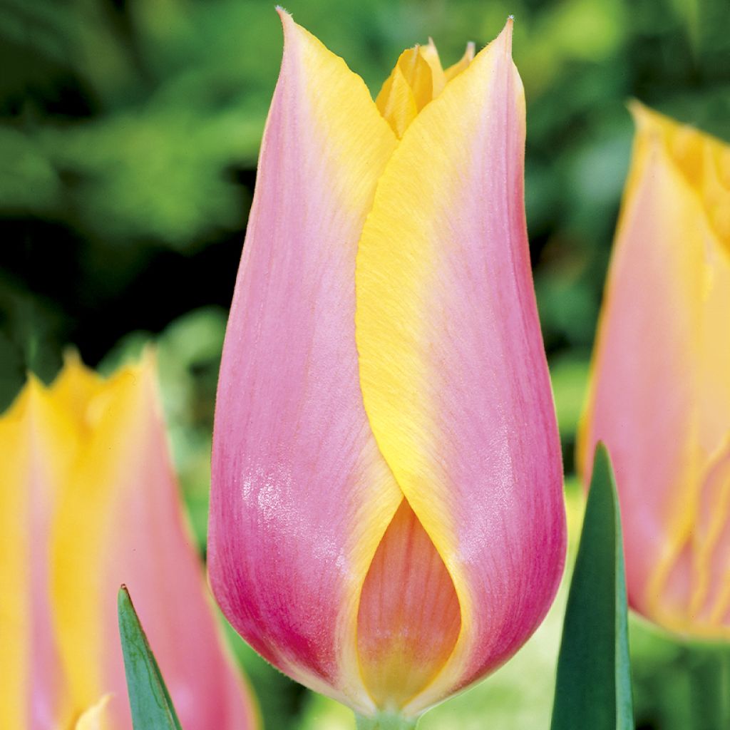 Tulipa Simples tardia Blushing Lady