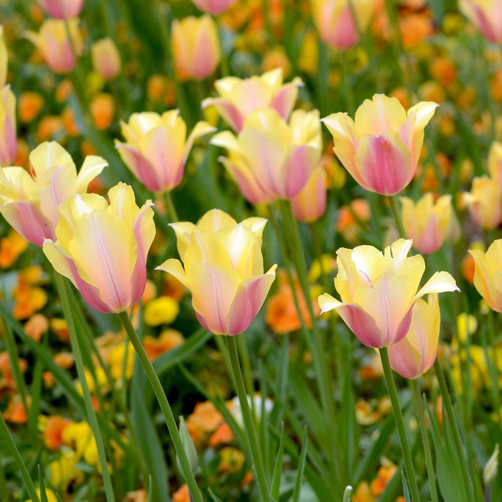 Tulipa Simples tardia Blushing Lady
