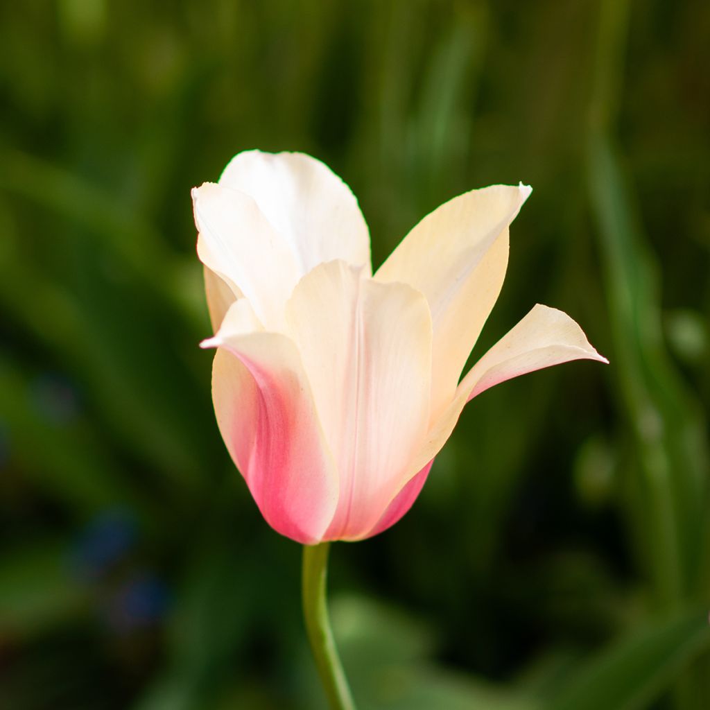 Tulipa Simples tardia Blushing Lady