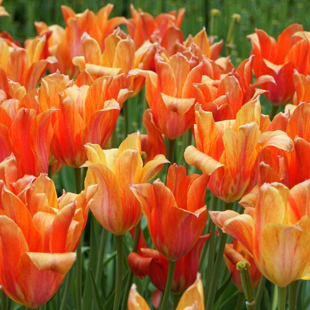 Tulipa Simples tardia El Niño