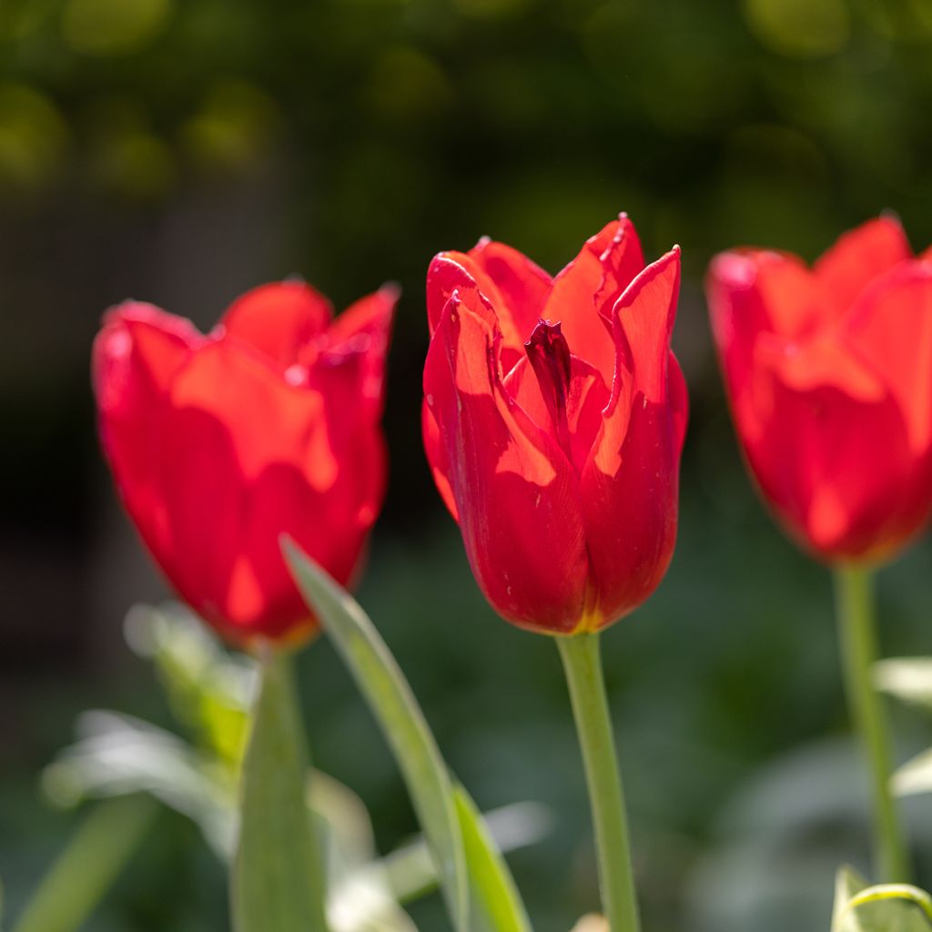 Tulipa Simples tardia Kingsblood