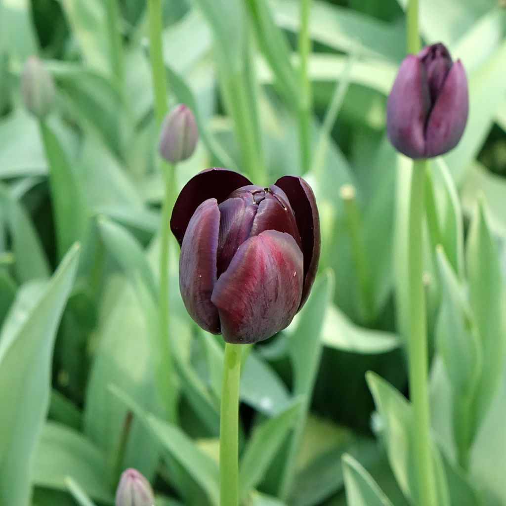 Tulipa Simples tardia Reine de la Nuit