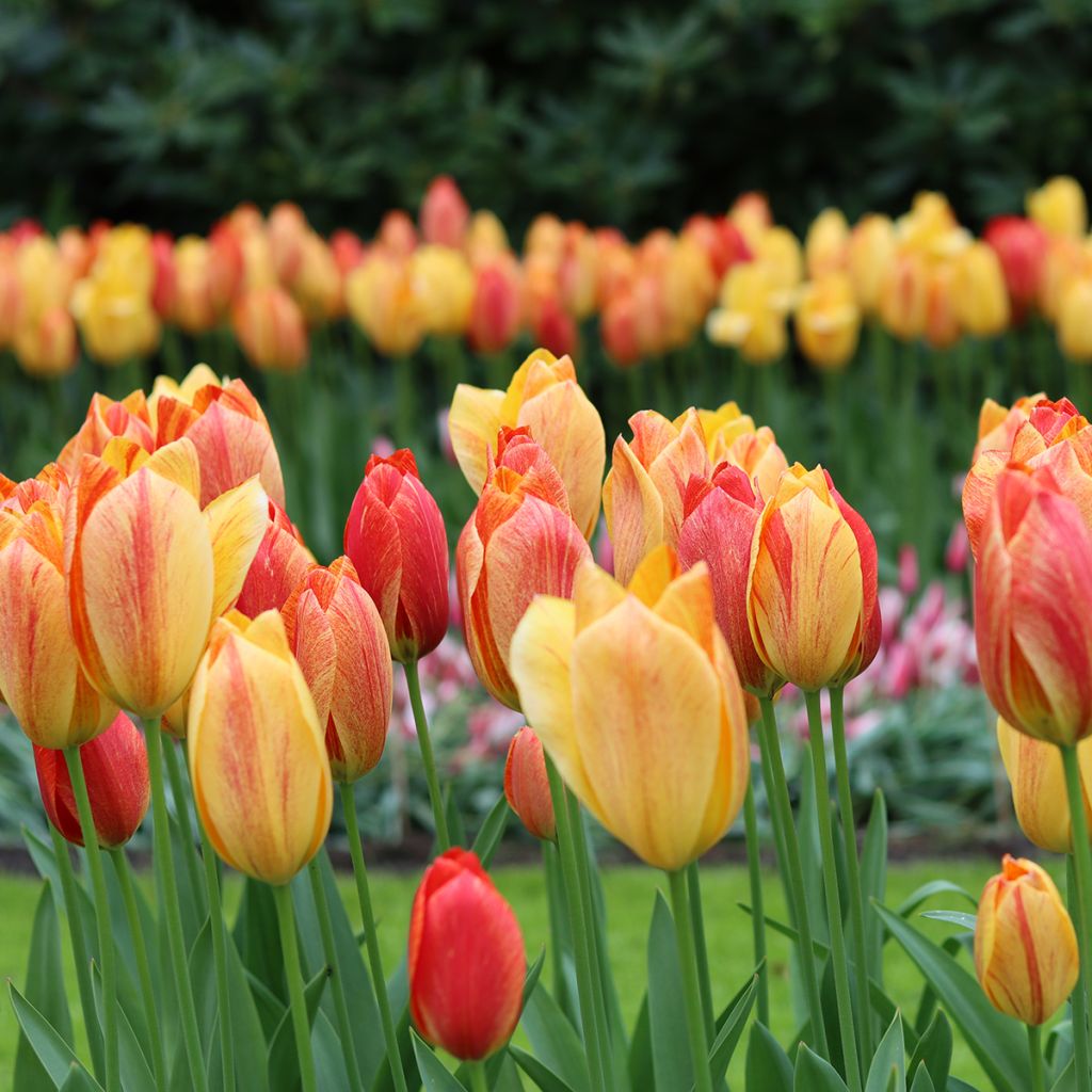 Tulipa Simples tardia Rhapsody of Smiles