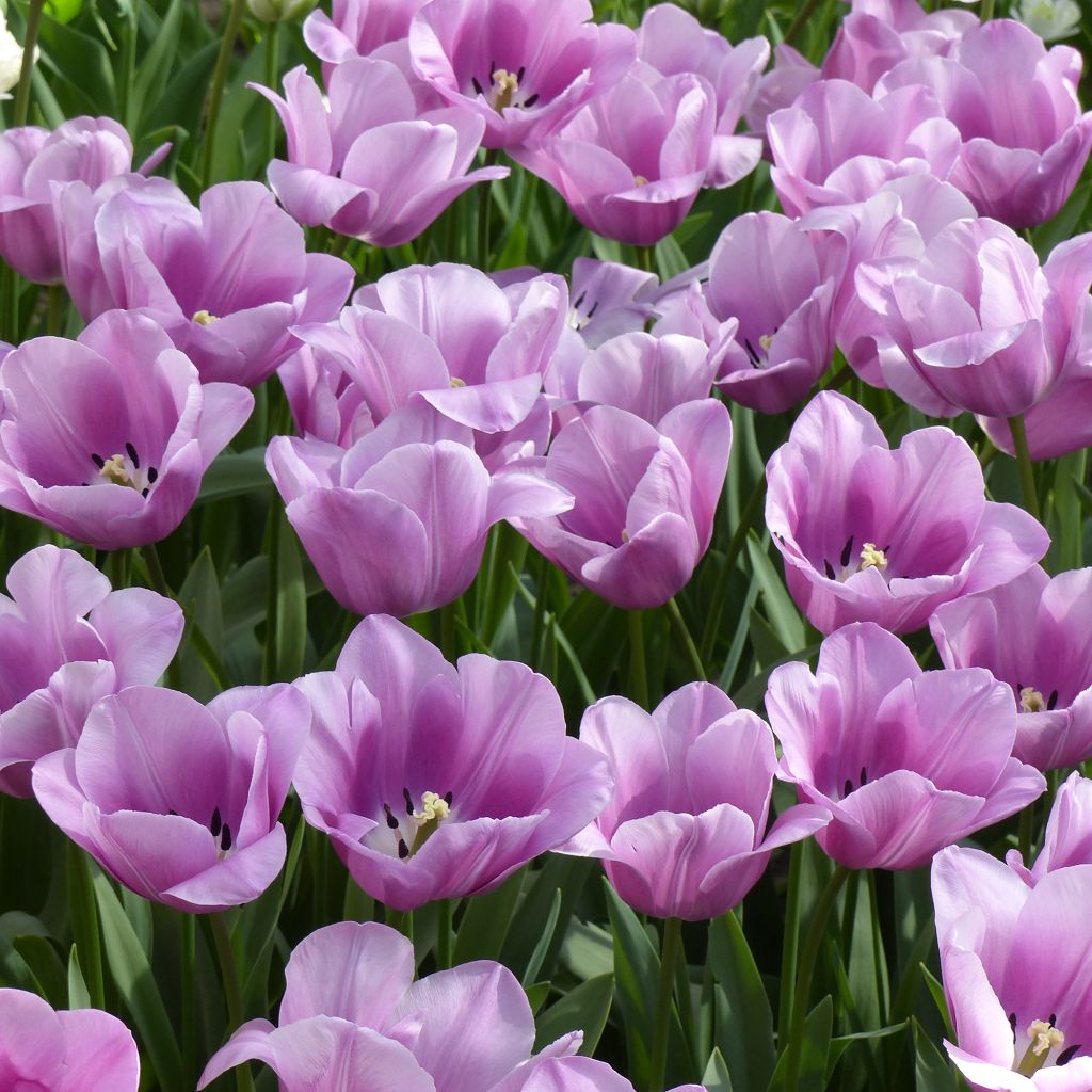 Tulipa Simples tardia Violet Beauty