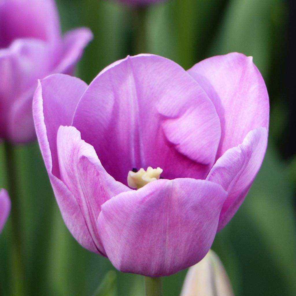 Tulipa Simples tardia Violet Beauty