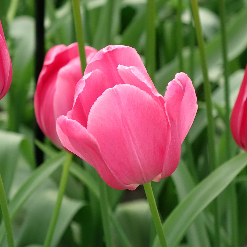 Tulipa Simples tardia Yosemite