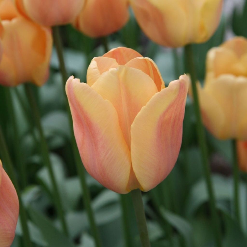 Tulipa Triunfo Apricot Foxx