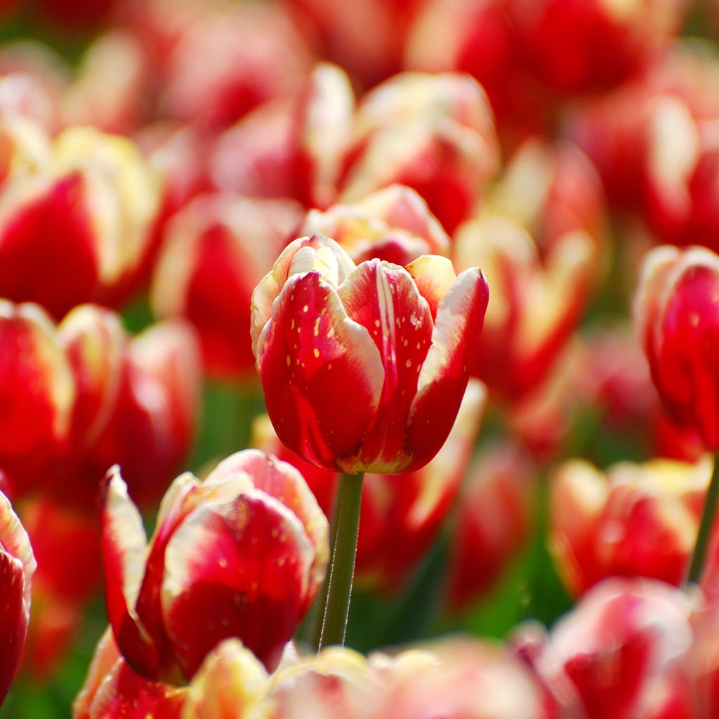 Tulipa Triunfo Armani