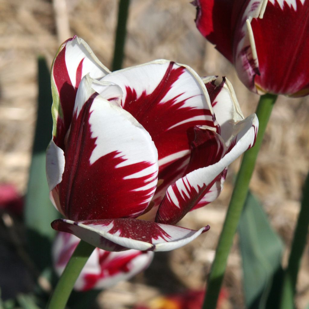 Tulipa Triunfo Grand Perfection