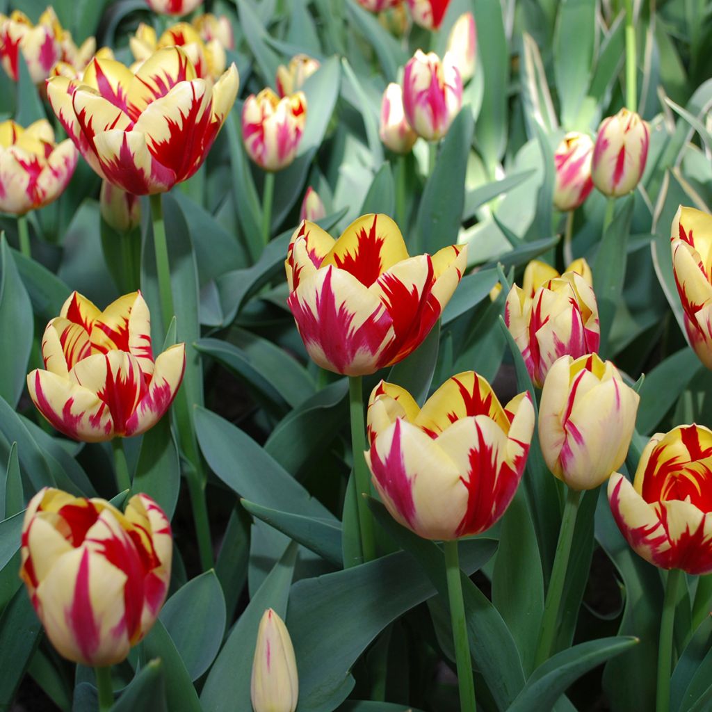 Tulipa Triunfo Grand Perfection