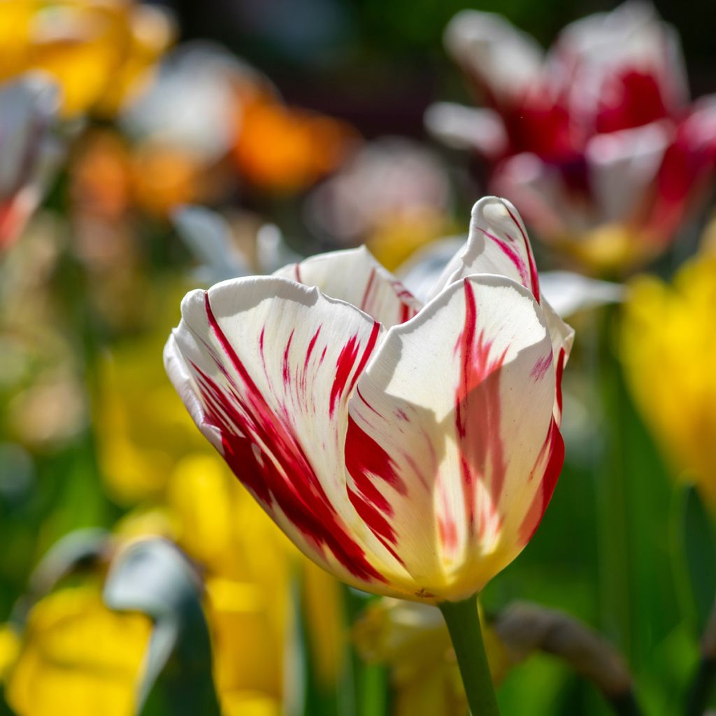 Tulipa Triunfo Grand Perfection