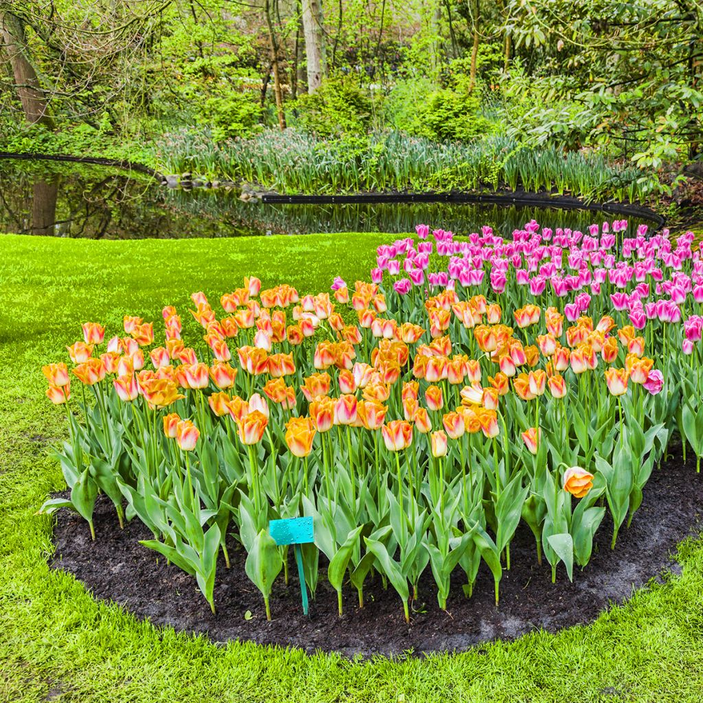 Tulipa Triunfo Salmon Dynasty