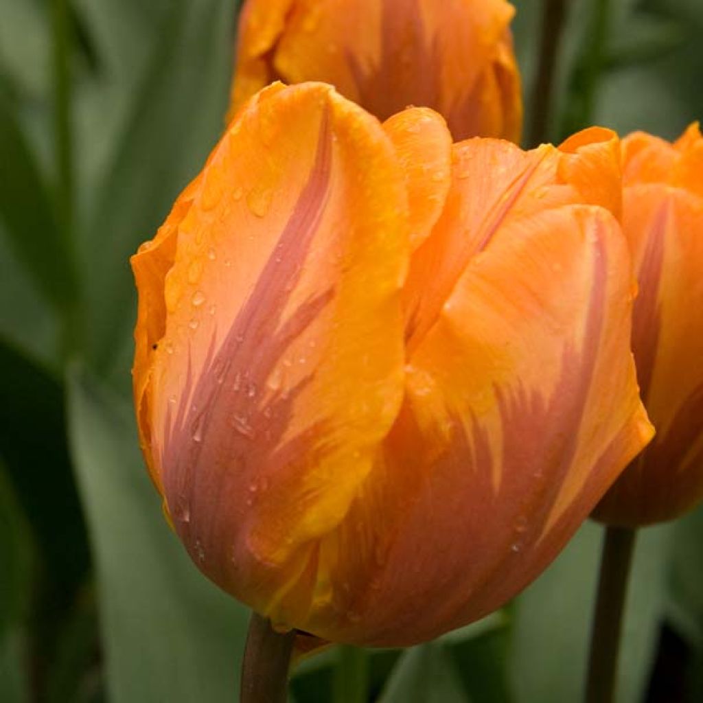 Tulipa Triunfo Prinses Irene