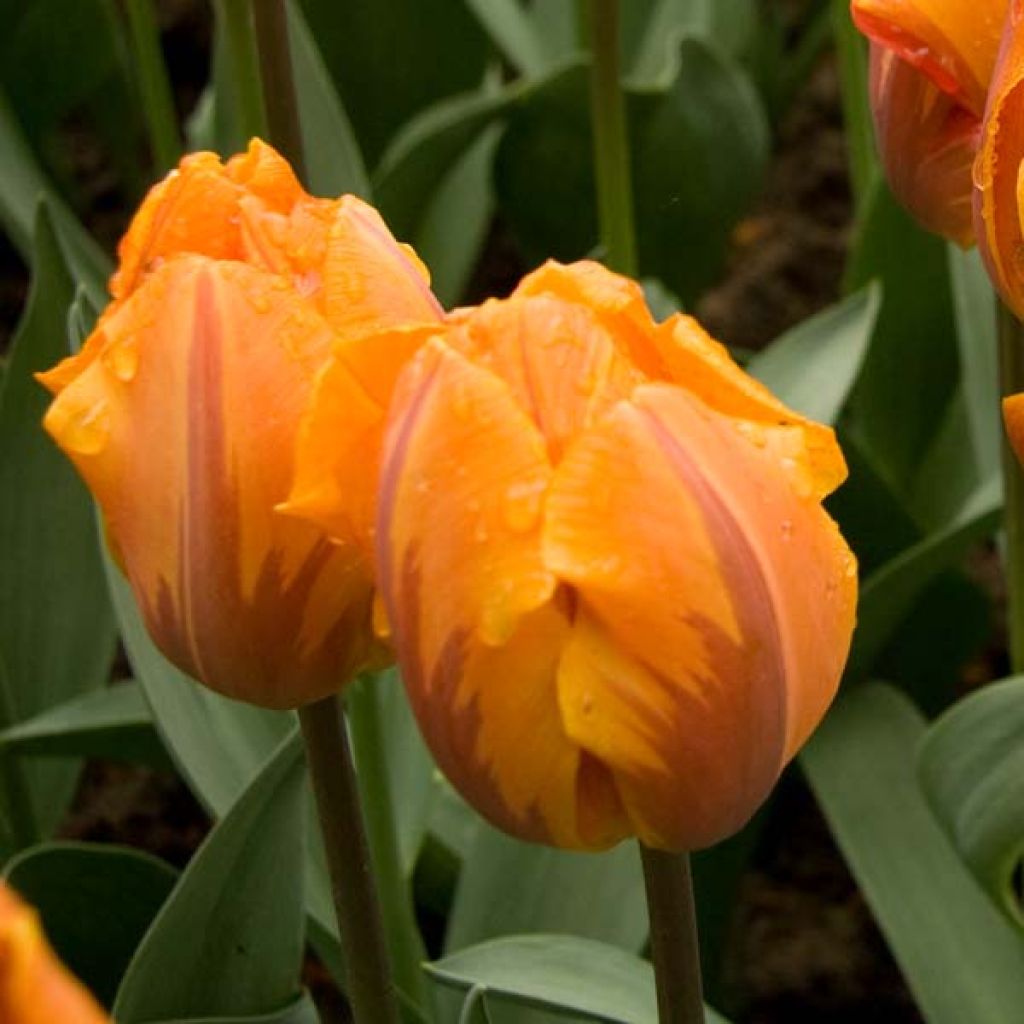 Tulipa Triunfo Prinses Irene