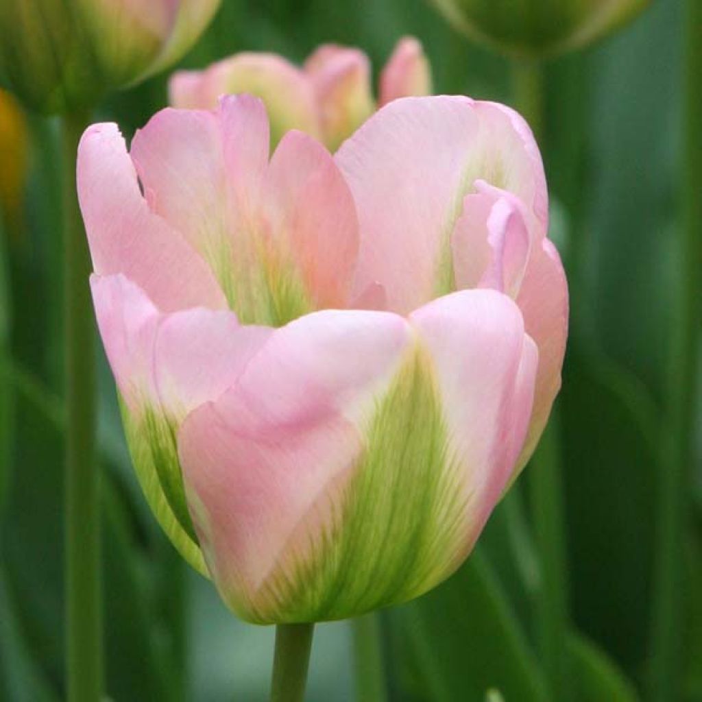 Tulipa viridiflora Groenland