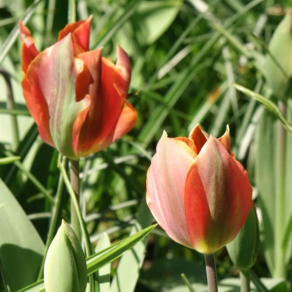 Tulipa viridiflora Artist