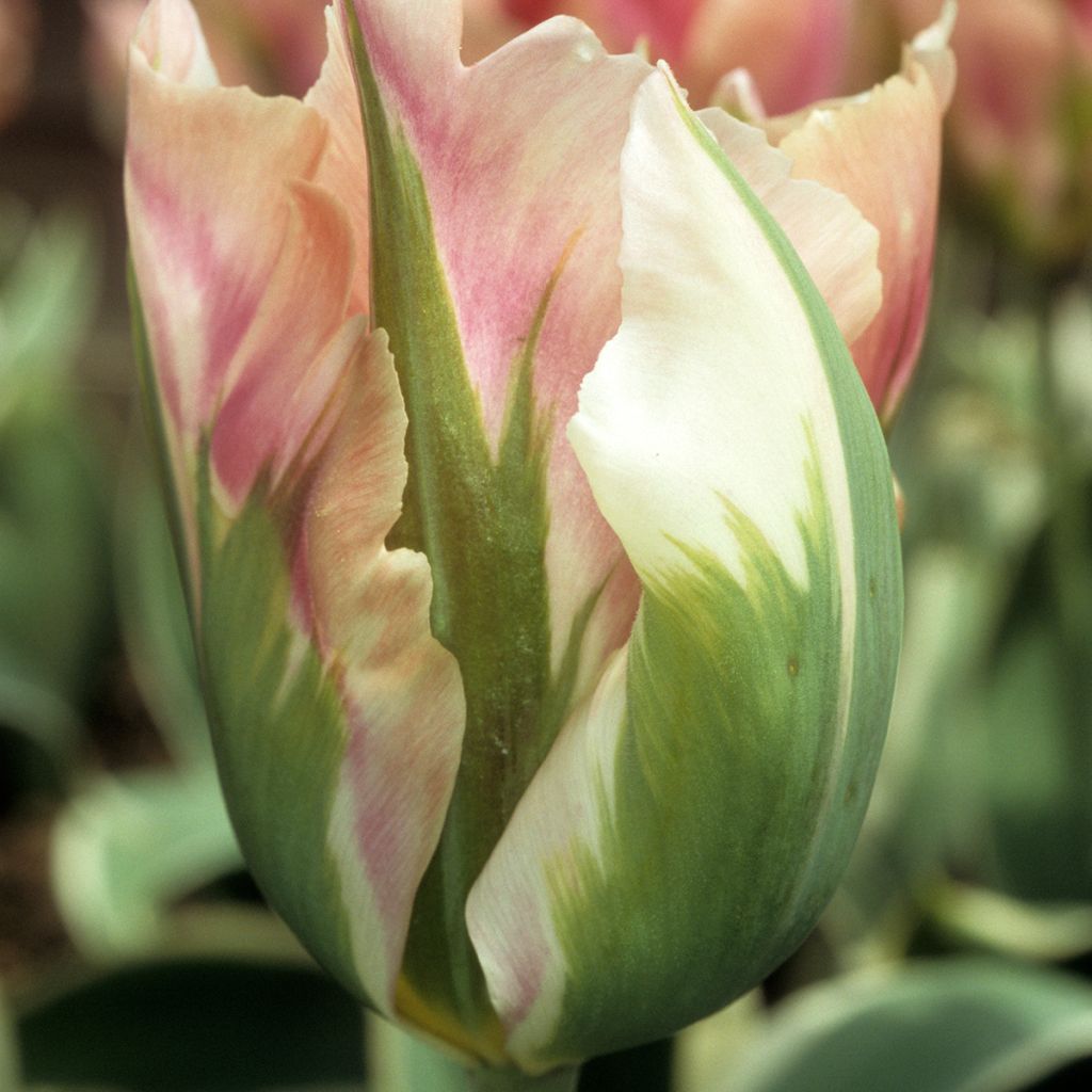 Tulipa viridiflora Blushing Artist