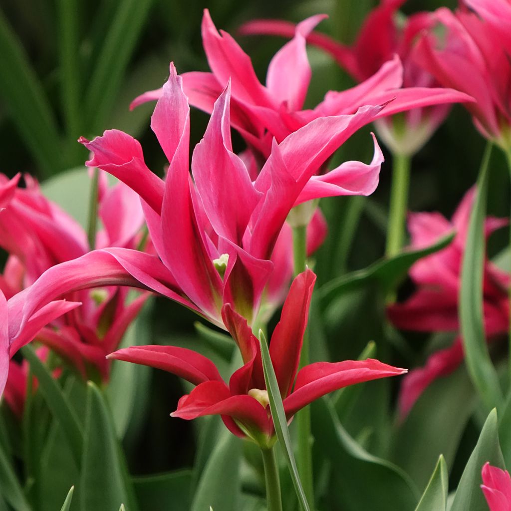 Tulipa viridiflora Dolls Minuet
