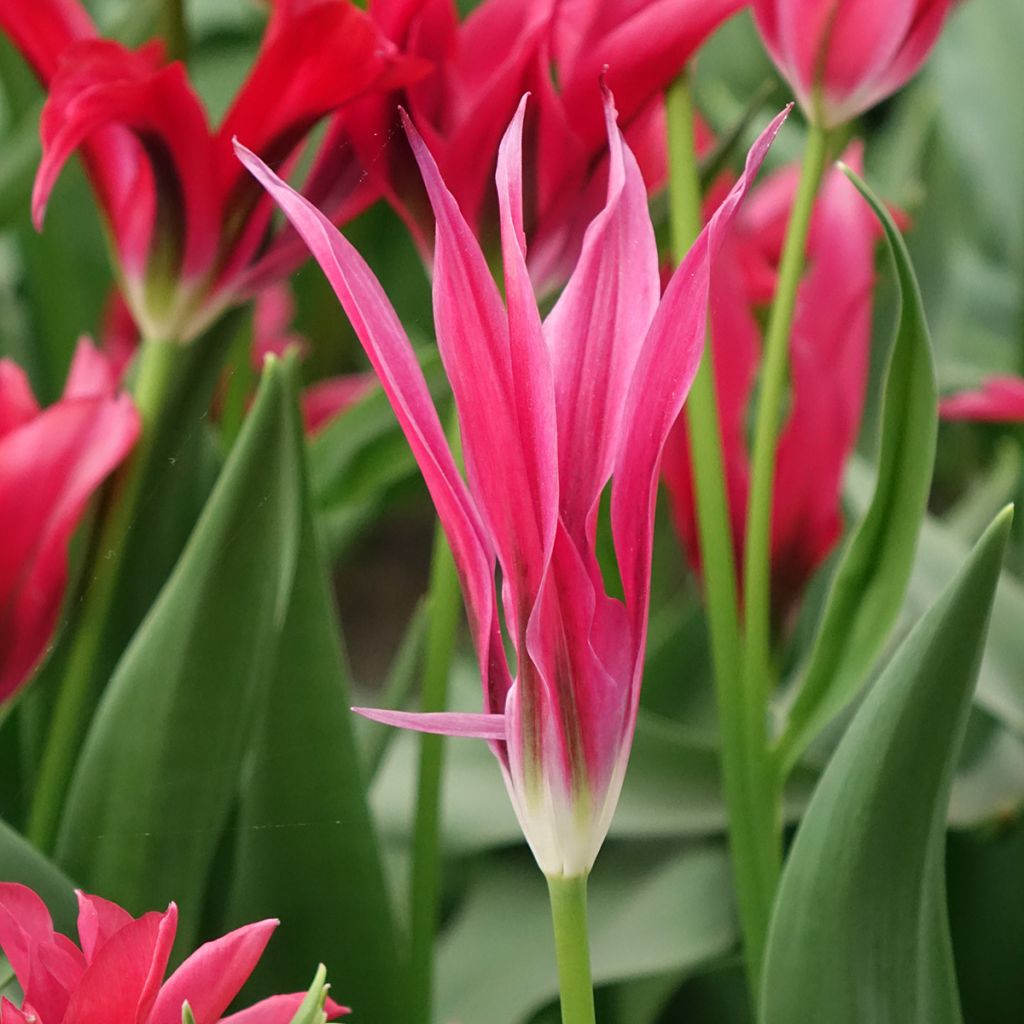 Tulipa viridiflora Dolls Minuet