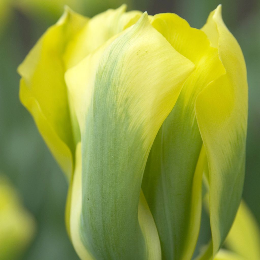 Tulipa viridiflora Formosa