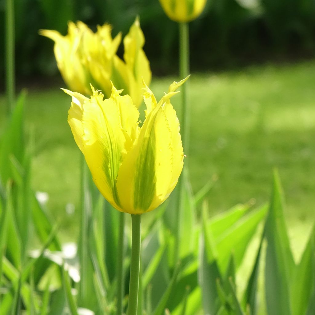 Tulipa viridiflora Green Mile