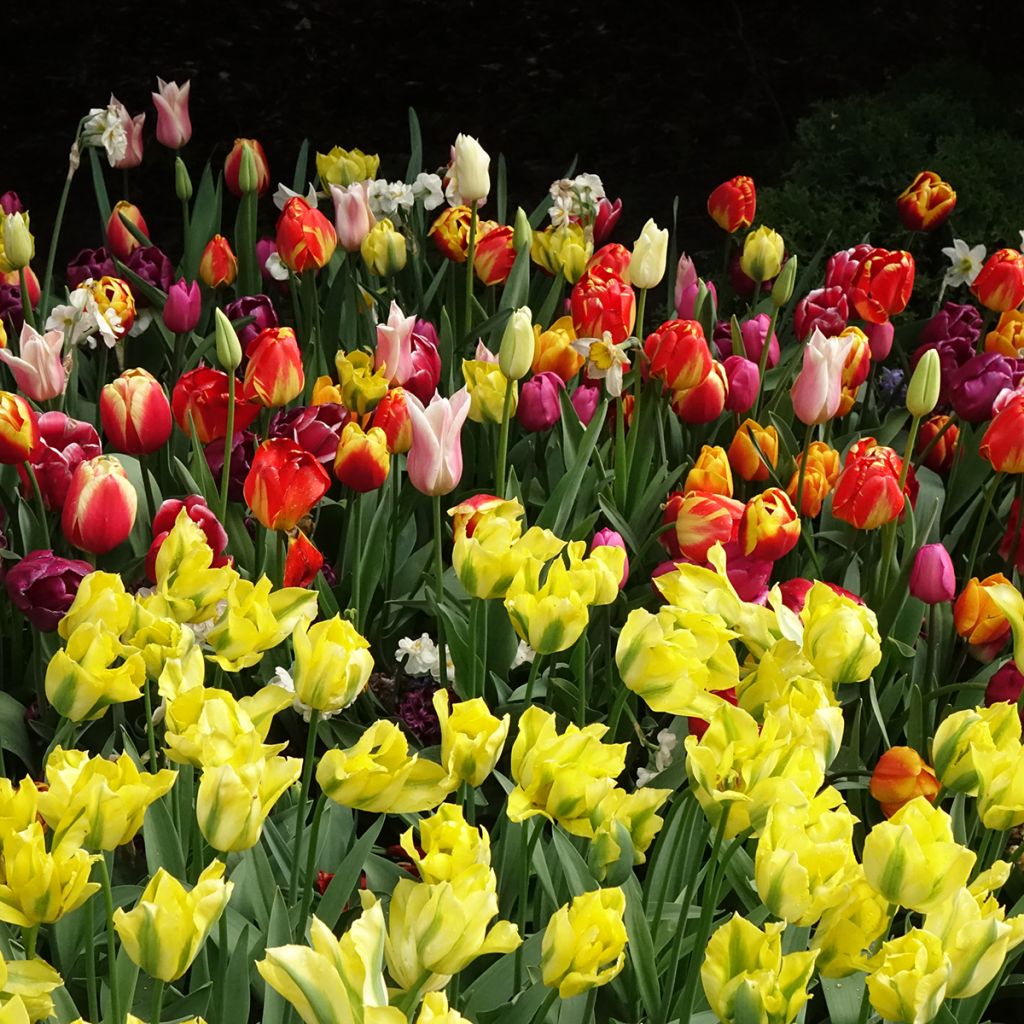 Tulipa viridiflora Yellow Spring Green