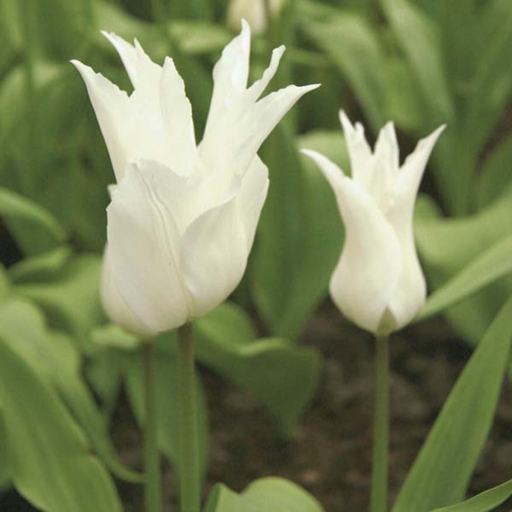 Tulipa Lírio White Triumphator