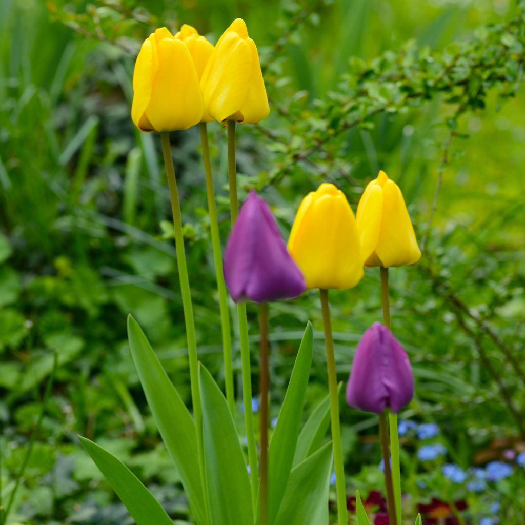 Tulipa híbrida Darwin Golden Apeldoorn
